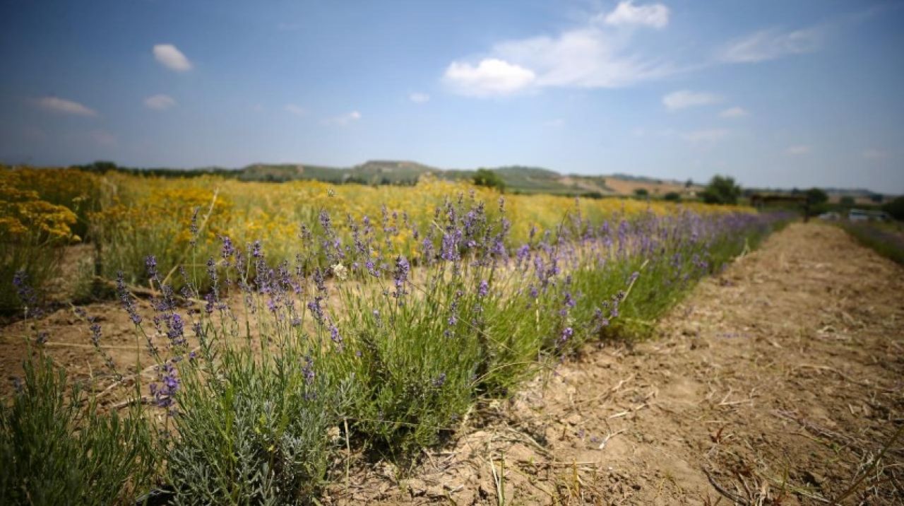 Türkiye'de tıbbi, aromatik bitki üretimi ve ihracatı artıyor