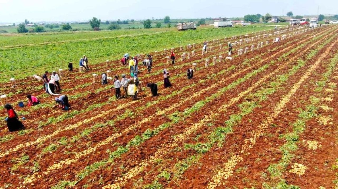 Müjde geldi! Fiyatlar tepetaklak düşecek