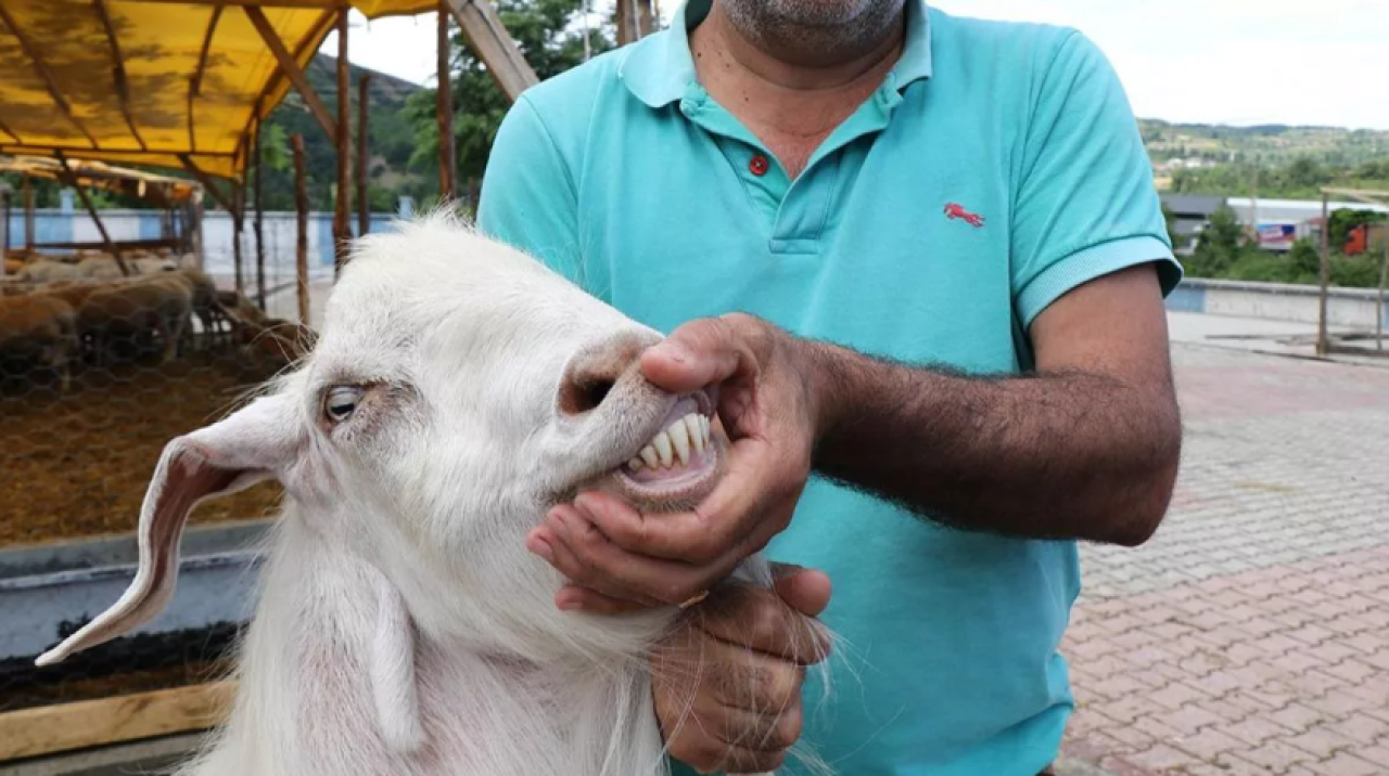 Kurbanlık alırken nelere dikkat etmeli?