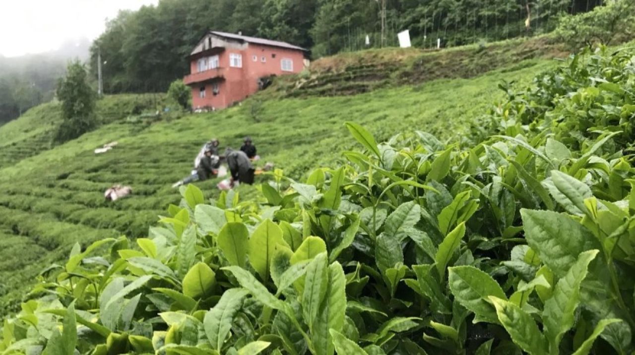 ÇAYKUR ikinci sürgün kotasını açıkladı