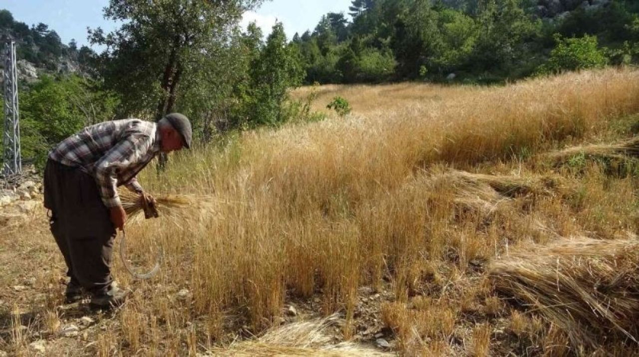 Tarlasına 12 bin yıllık buğday eken çiftçi ortaya çıkan manzara karşısında şaşkına döndü