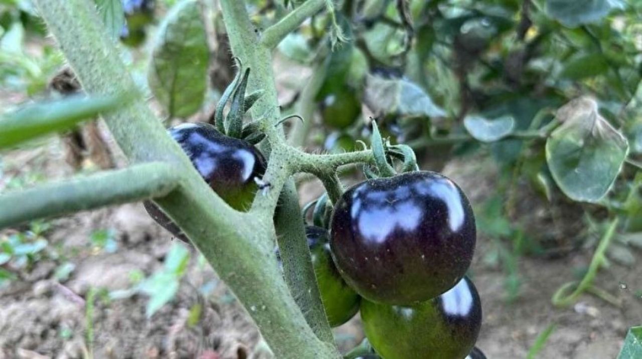 Kanserin baş düşmanı! Siyah domatesi görenler gözlerine inanamıyor