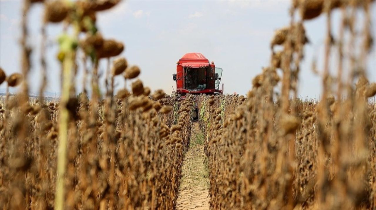 Türkiye'nin önemli ayçiçeği üretim merkezlerinden Edirne'de hasat mesaisi başladı