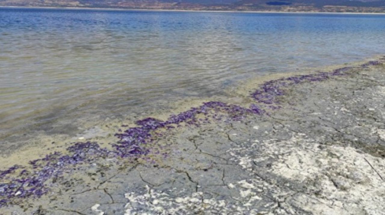 Burdur gölü sahili mor renge büründü