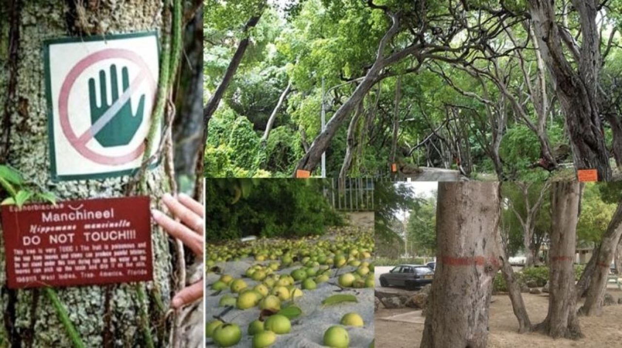 Saniyeler içinde öldürüyor! Yılan zehrinden 10 kat etkili! Bu ağaçtan düşen bir damla bile...