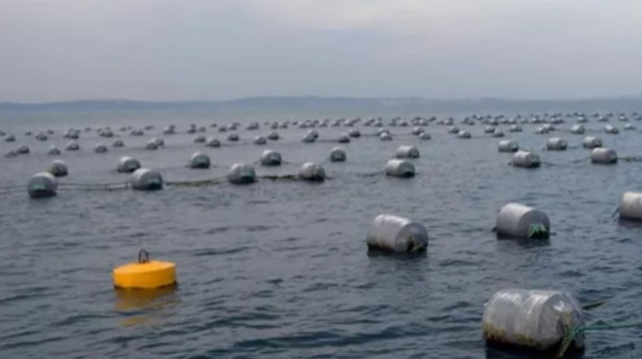 Karadeniz'de ilk! Üretim iki katına çıkacak: Ekonomik kalkınma, yıllık 4 bin 952 ton...