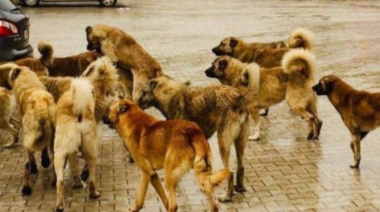 Başıboş köpekler bela olmaya devam ediyor: 3 yaralı!