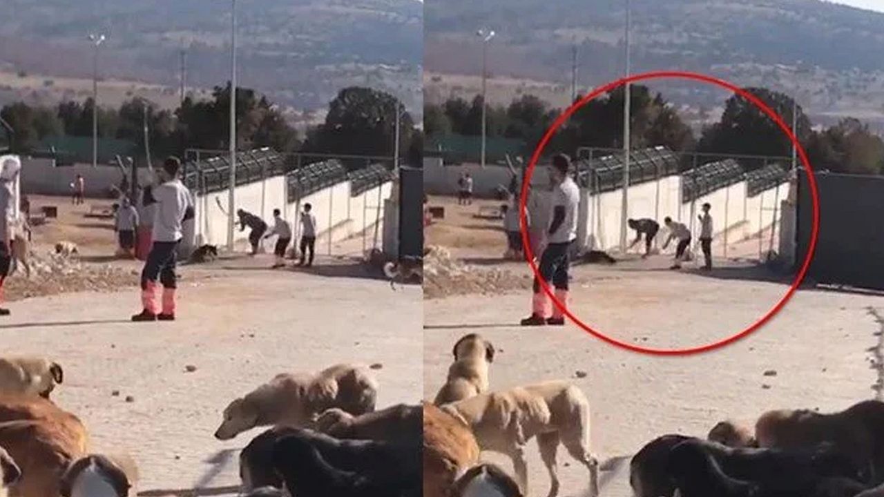 Köpek katillerine 'iyi hal' indirimine itiraz! Savcılık cezayı az buldu