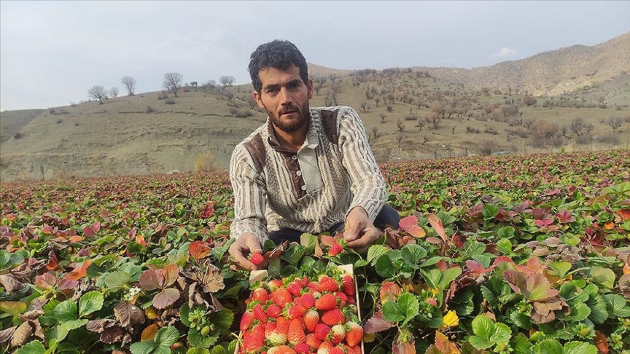 Batman'da üretilen tescilli Sason çileğinde kışın da hasat yapılıyor