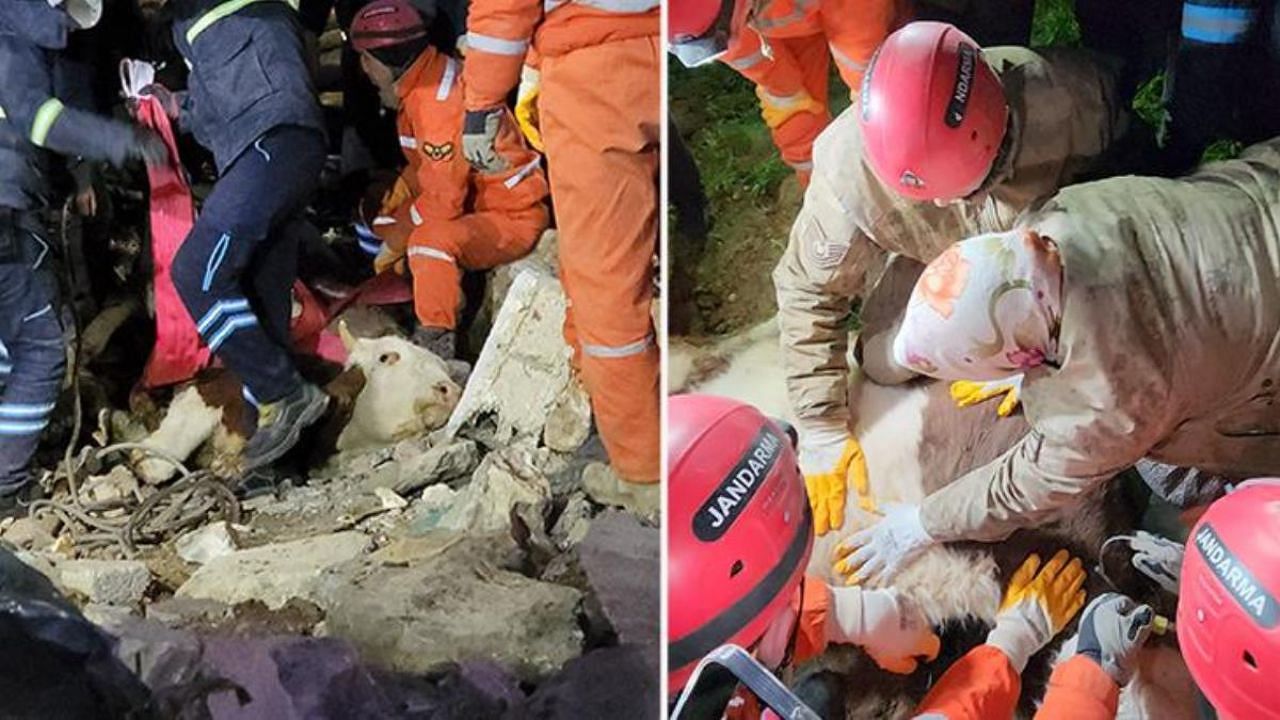 11 gün kaldığı enkazda sahibinin elleriyle beslediği Bircan isimli inek hayatını kaybetti