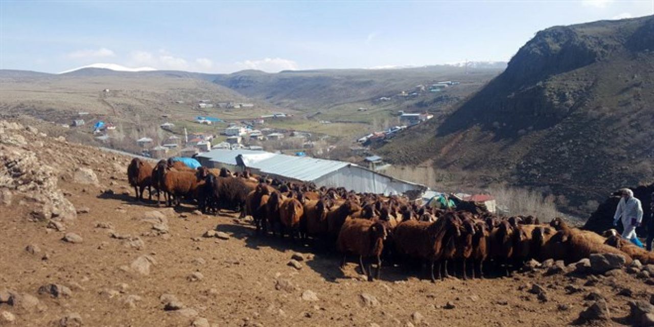 Elazığ Koyun-Keçi Yetiştiricileri Birliği Teknik Eleman Alacak