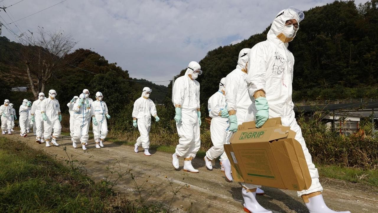 Japonya'da kuş gribinden dolayı öldürülen tavukları gömecek yer kalmadı