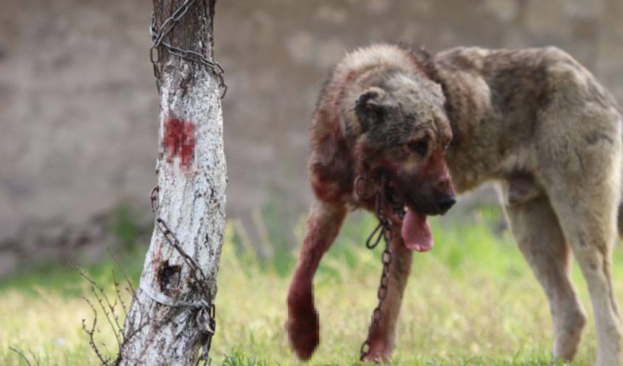 Başıboş sokak köpeği dehşet saçtı! Önce çocuğu ısırdı, sonra bir başka köpeği boğdu