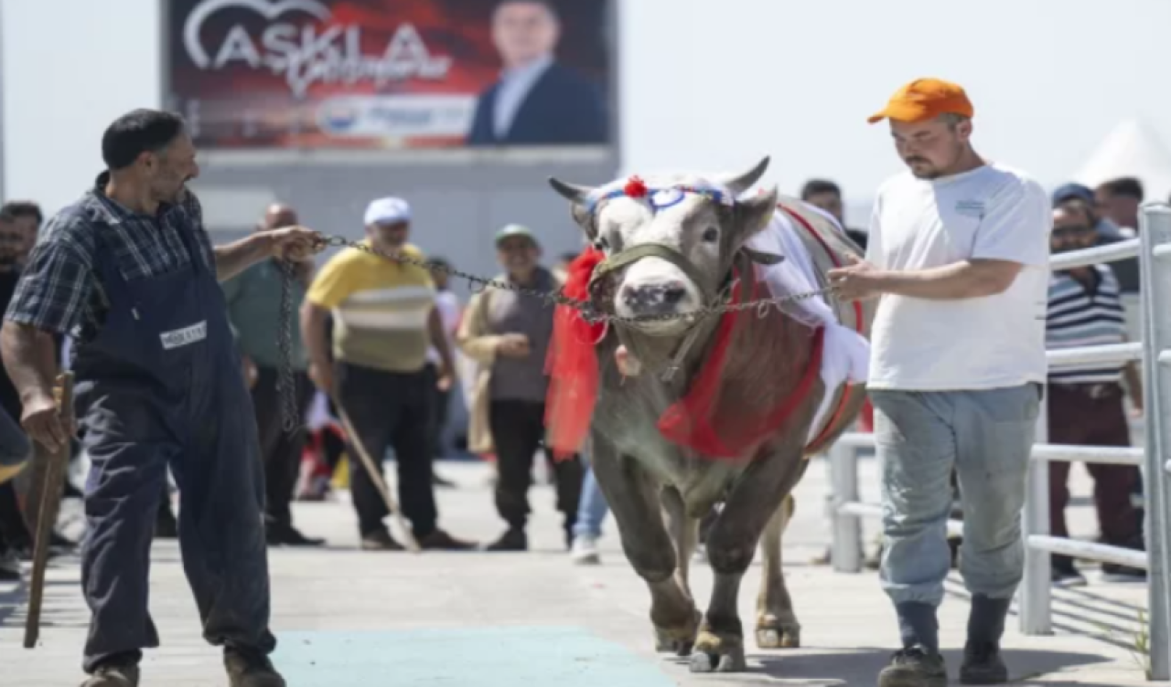 Ankara'da '3. Geleneksel Kurban Güzellik Yarışması' düzenlendi