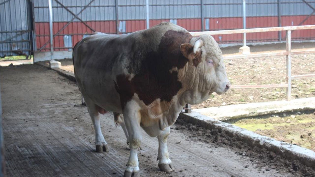 İkinci el otomobil fiyatına boğa! Gözde 'Kral' alıcısını bekliyor