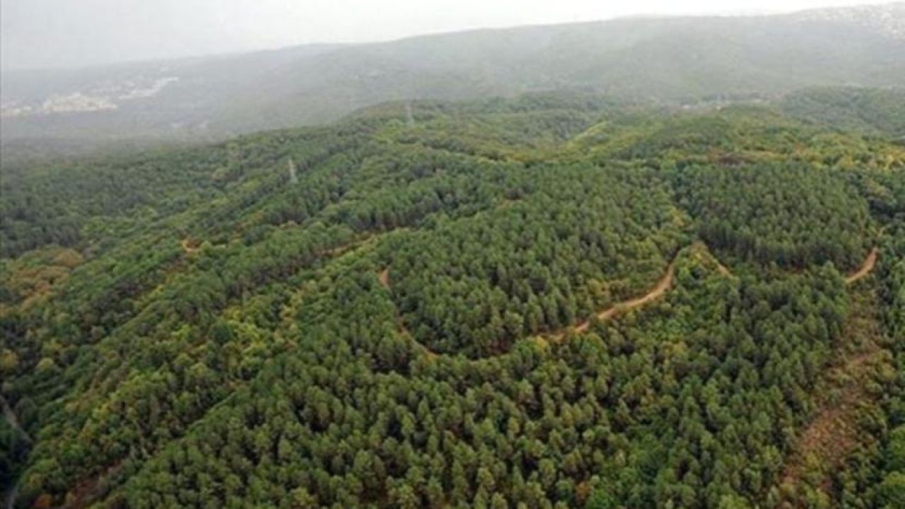 Bakanlık duyurdu: 31 Ekim'e kadar orman alanlarına girişler yasaklandı