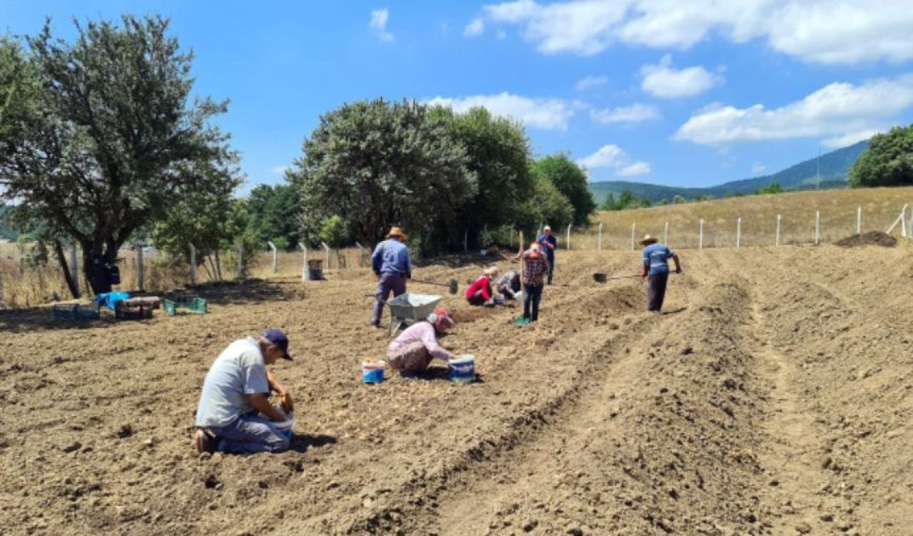 Dünyanın en pahalı baharatı safran toprakla buluştu: Kilosu 250 bin TL