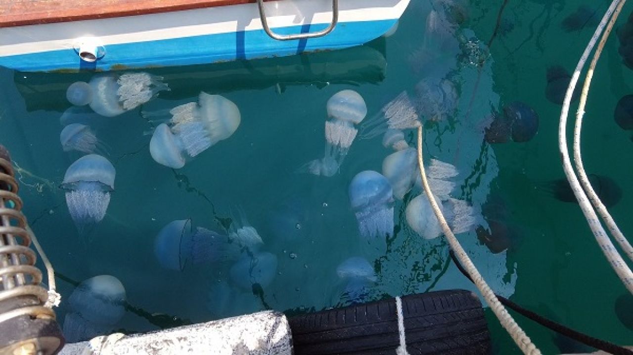 Foça'da denizanası istilası