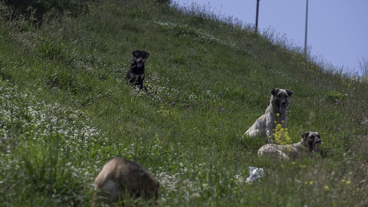 TBMM'ye en çok şikayet edilen konu sahipsiz köpekler oldu