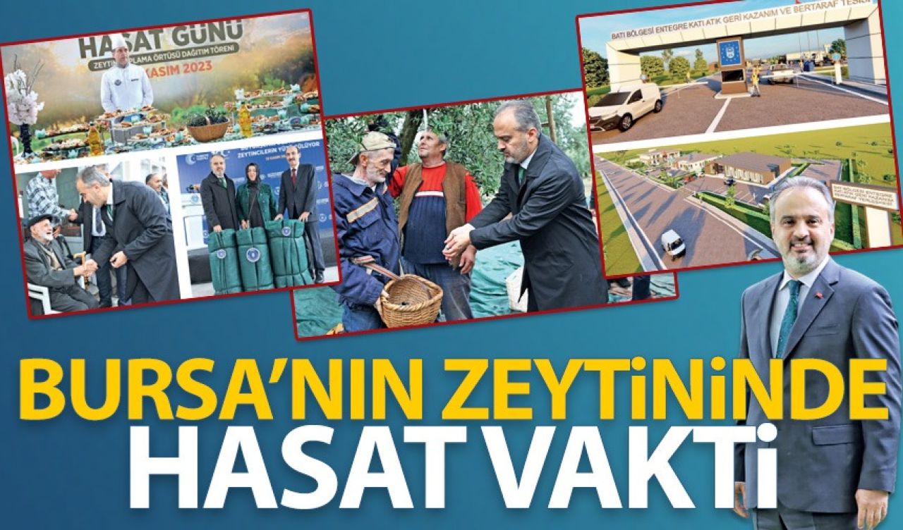 Bursa’nın zeytininde hasat vakti