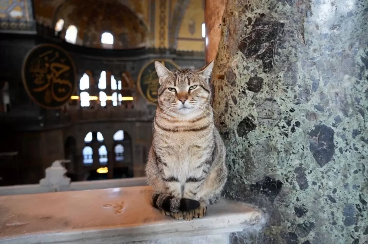 Ayasofya'nın yeni Gli’si