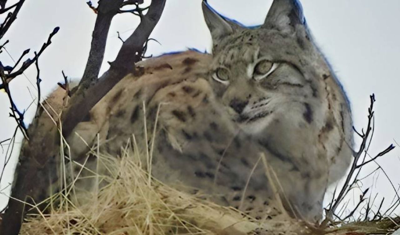 Tunceli'de görüntülendi! IUCN kırmızı listesinde