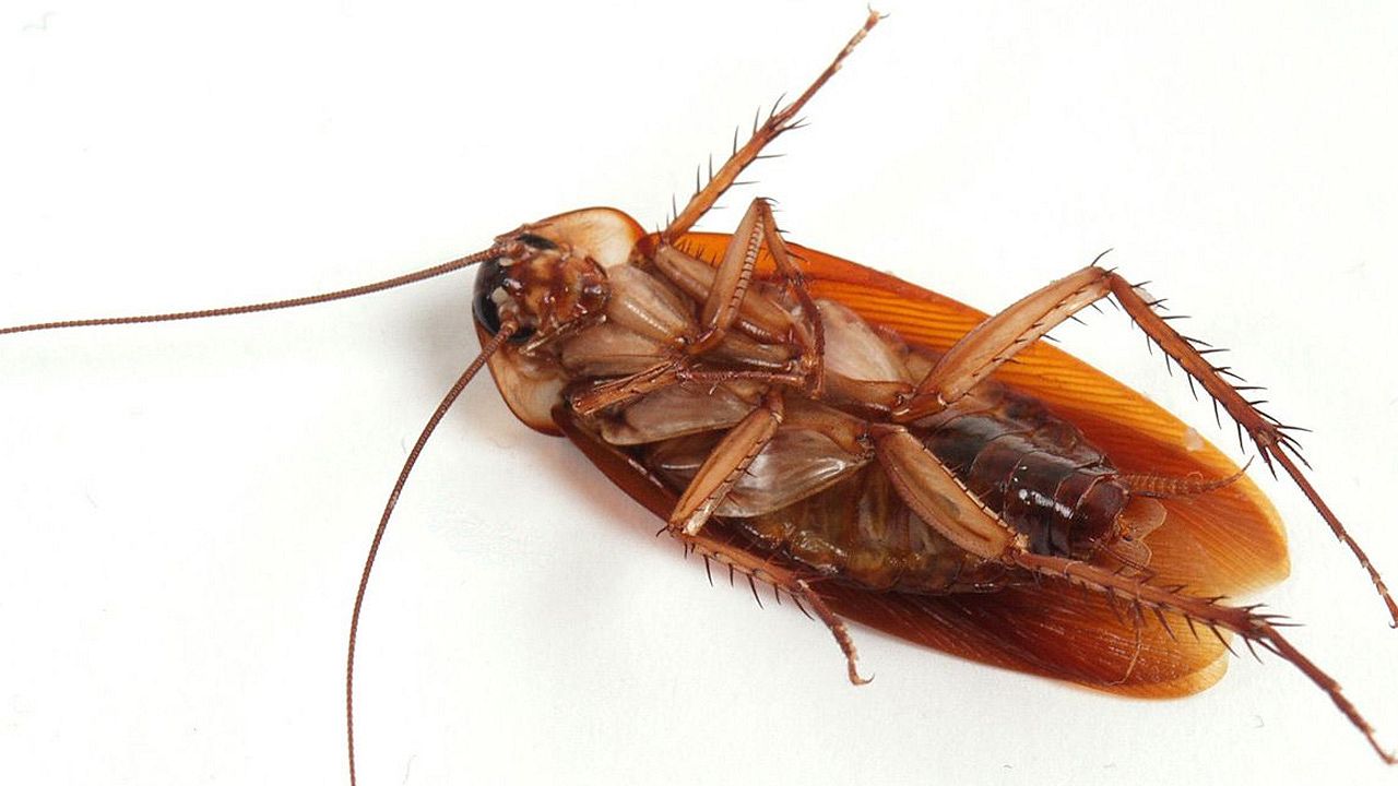 Evde Hamam Böceği Sorunu: Nedenleri, Önlemleri ve Kesin Çözümü