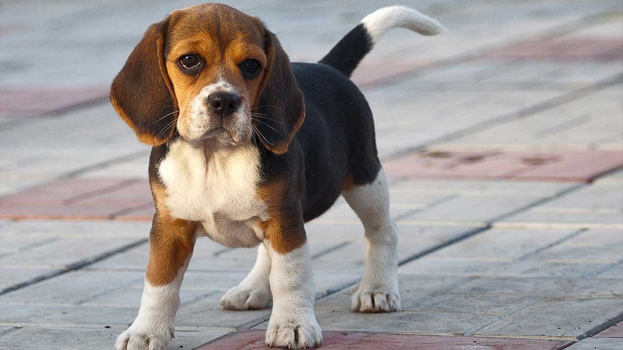 Köpek İsimleri- 2024 Köpeğinize Verebileceğiniz En İyi İsimler