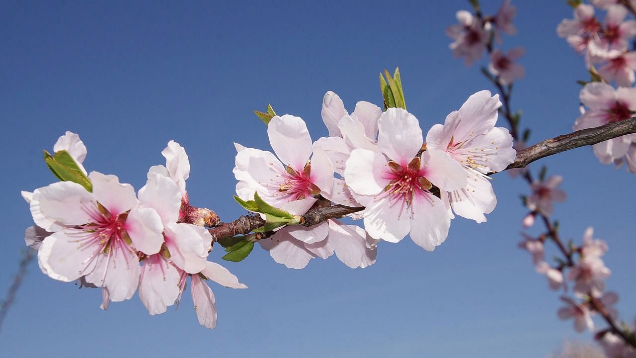 Nevruz Bayramı resimli mesajları 2024! Farklı Nevruz Bayramı sözleri!