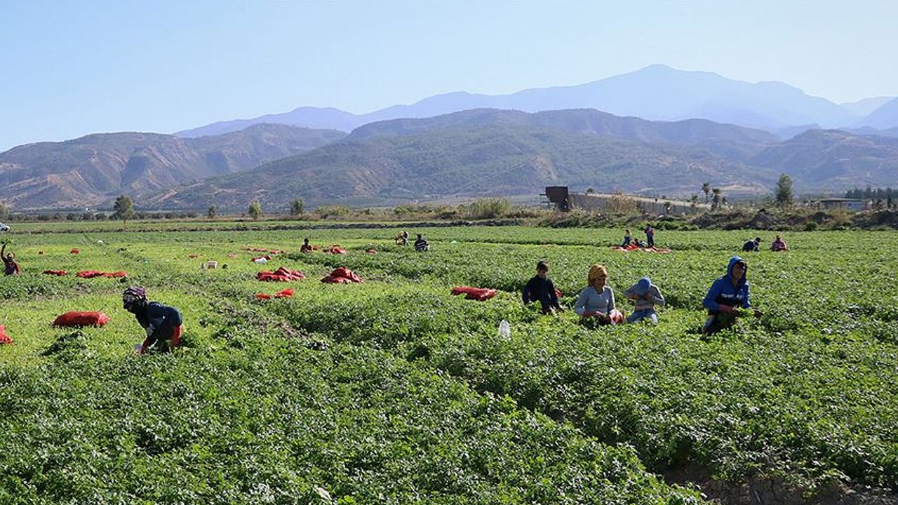 Mevsimlik tarım işçilerinin günlük ücretleri arttı