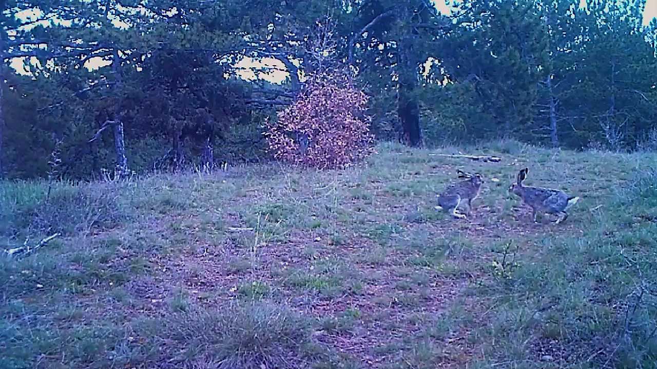 Tavşanların eğlenceli anları kameraya yansıdı