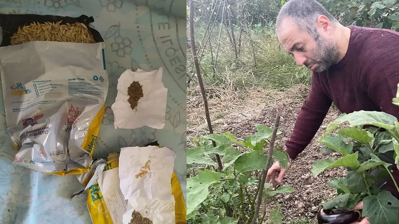 GDO'lu ürünlere savaş açtı! Hayatını ata tohumlarına adadı