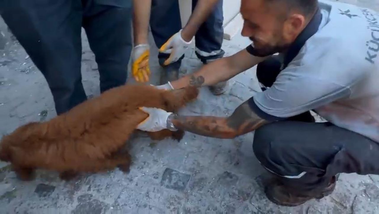 Küçükçekmece'de enkazdan köpek 'cookie' de kurtarıldı