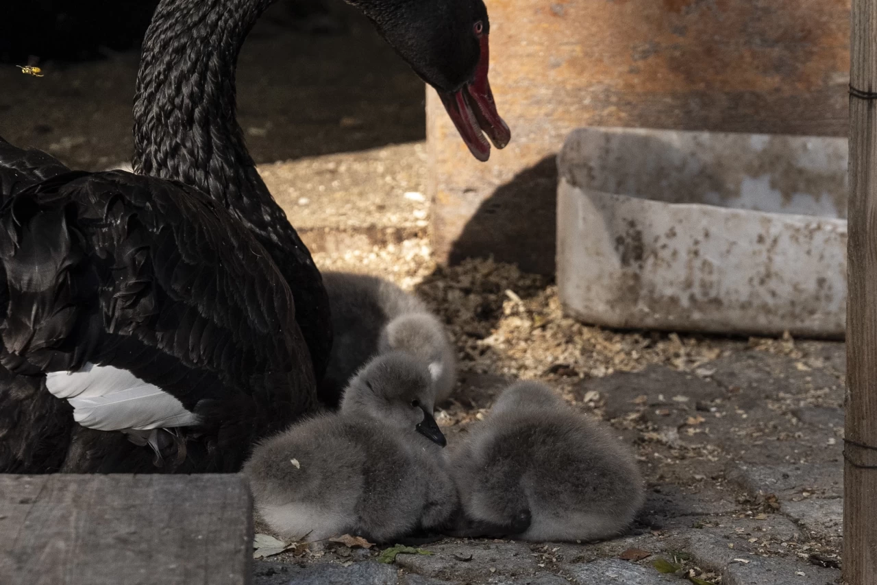 Ankara'nın gözde mekanlarından Kuğulu Park'ta kuğu yavruları doğdu