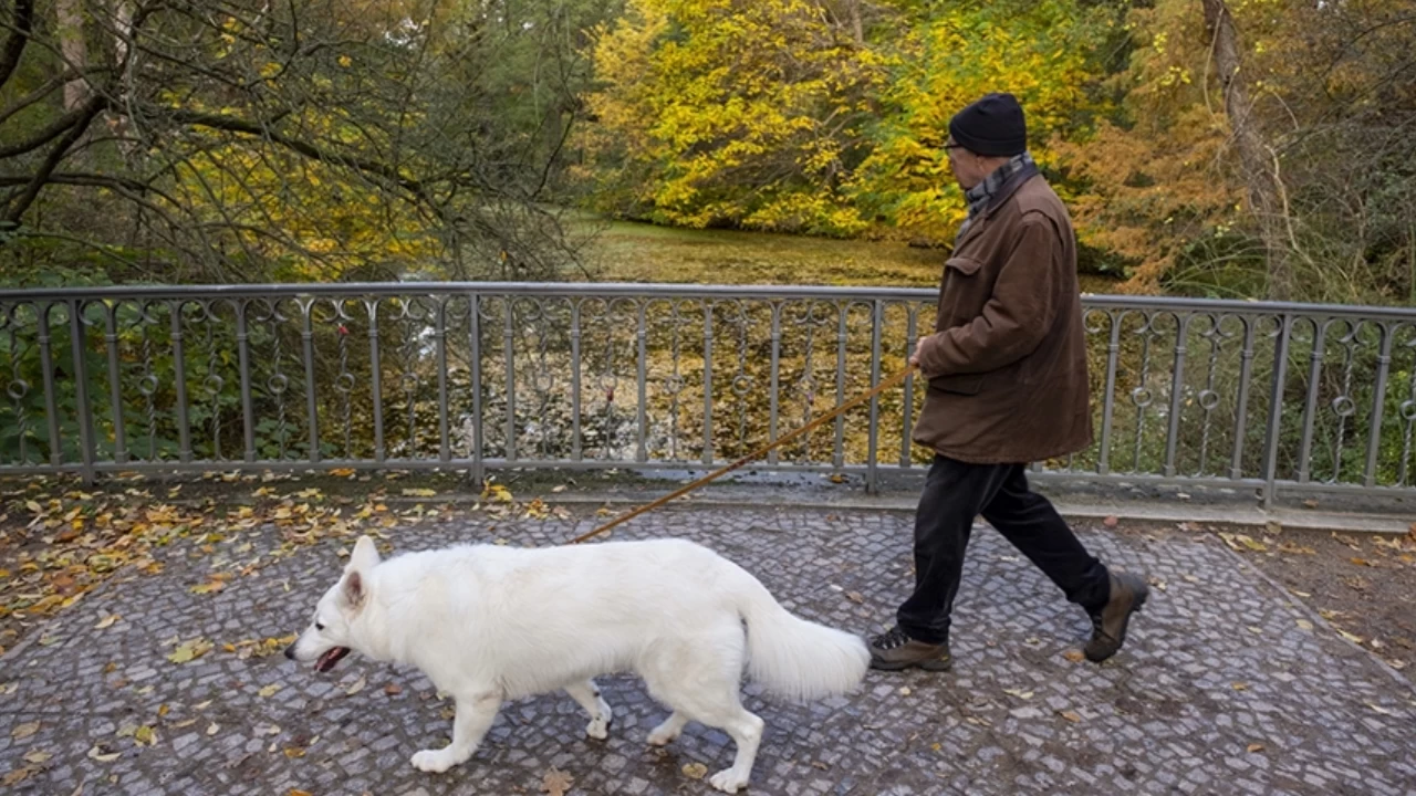 Almanya'da köpek vergisinden rekor gelir