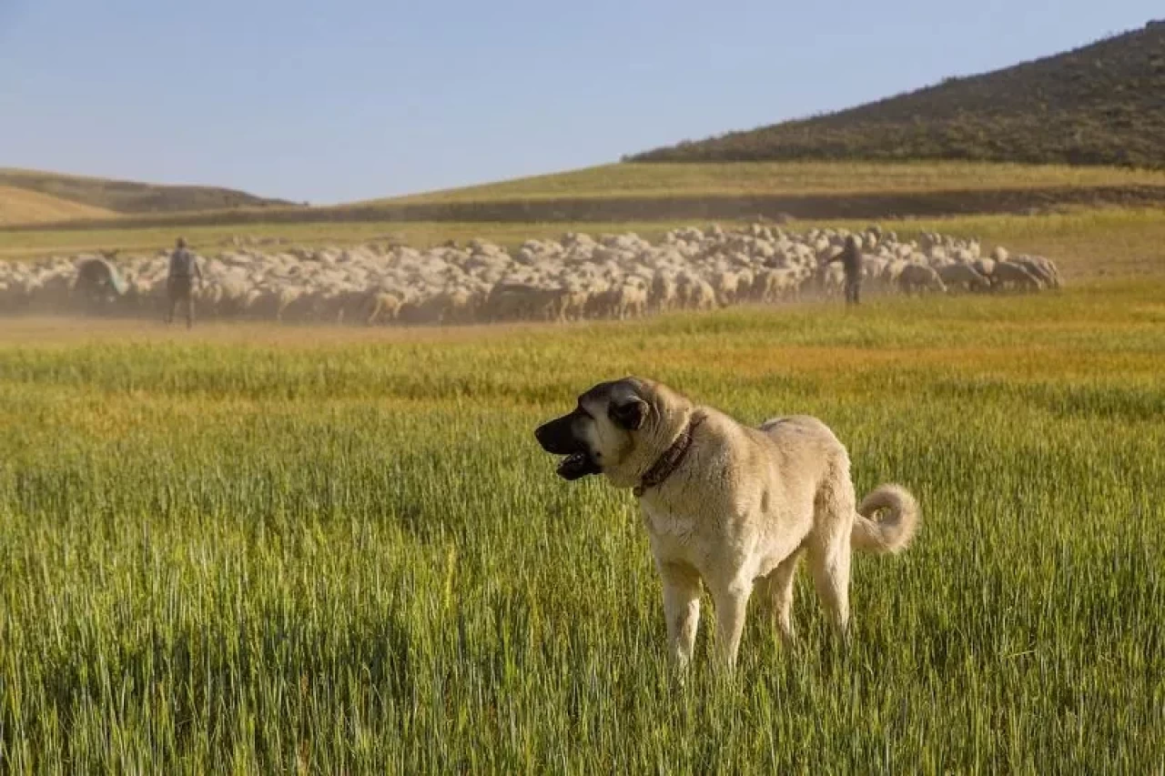 Rüyada Kangal Köpeği Görmek Ne Anlama Gelir?