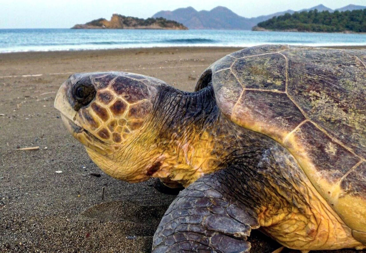 Muğla'da tekne turunda caretta caretta beslediler! Ceza kaptana kesildi