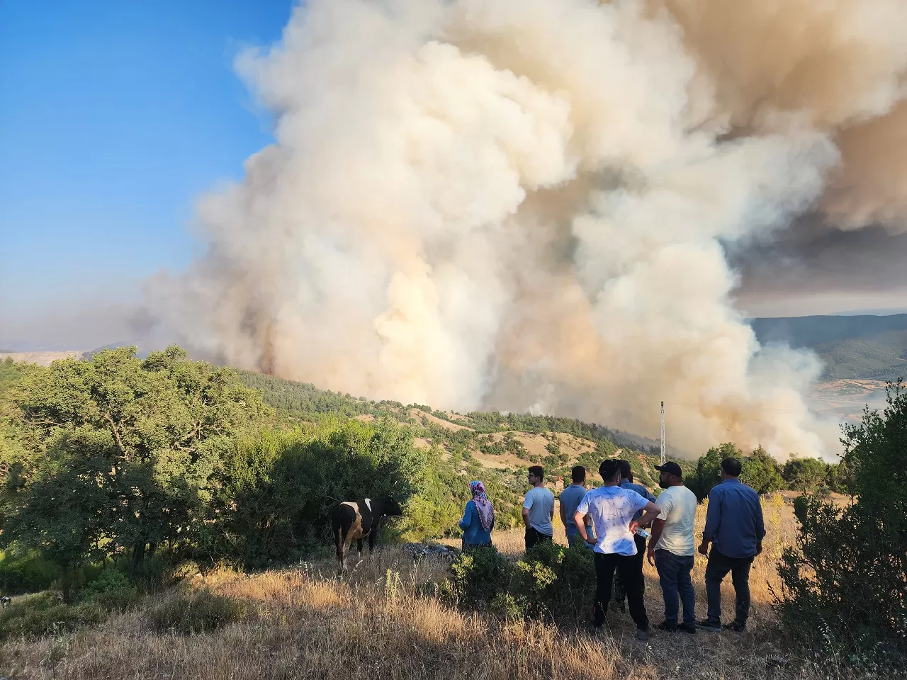 Balıkesir'in Susurluk ilçesinde orman yangını