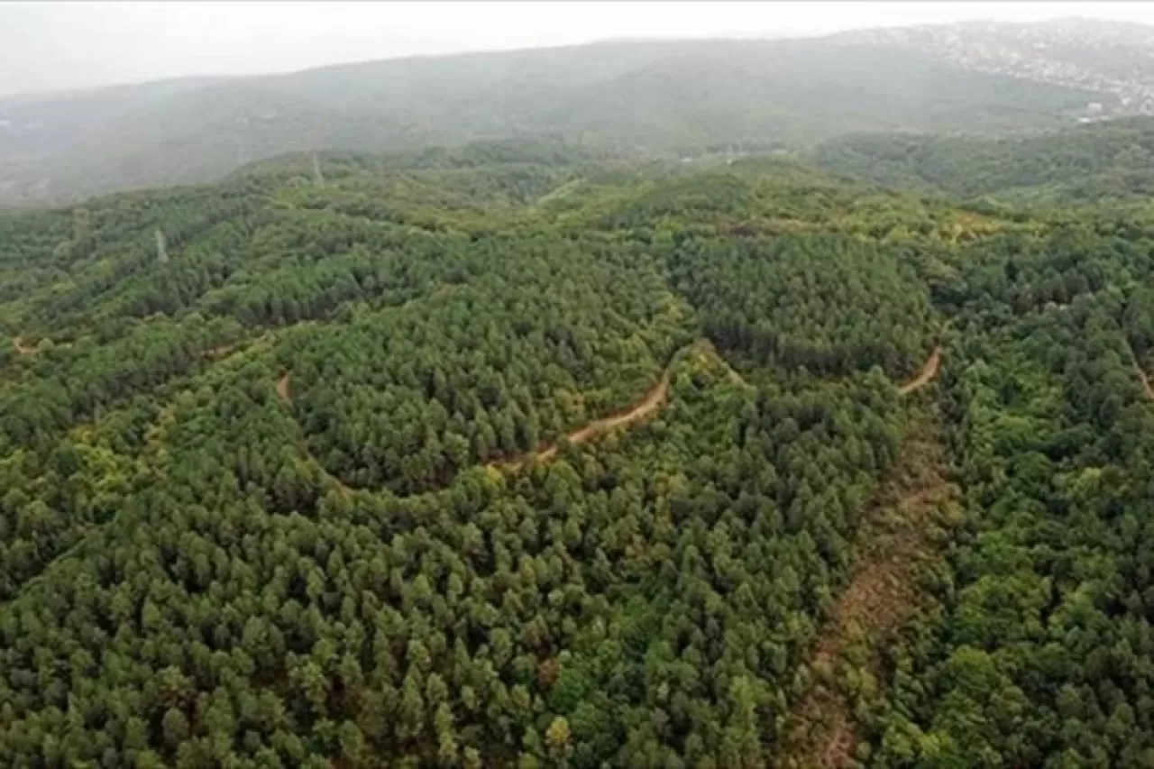 Bolu'da ormanlara girişler 30 Eylül'e kadar yasaklandı