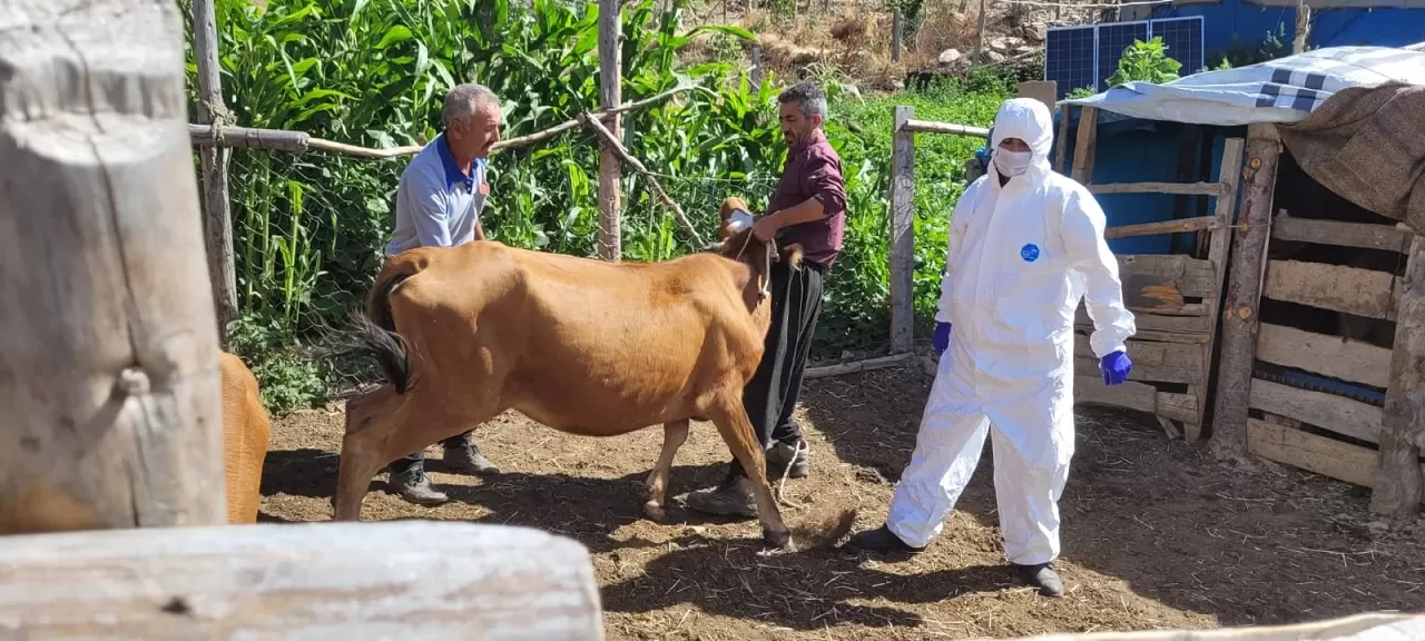 Adana'da şarbon alarmı! Aşılama çalışması başlatıldı