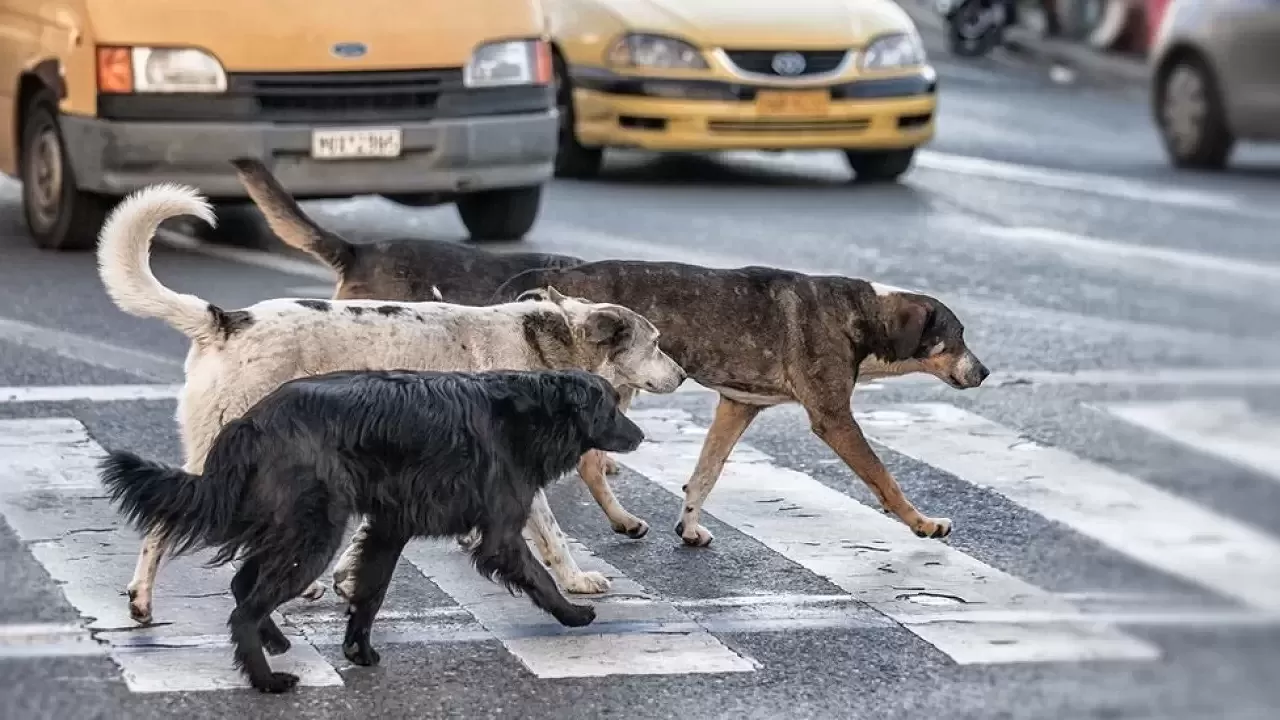 Sokak köpekleri düzenlemesi TBMM'de kabul edildi!