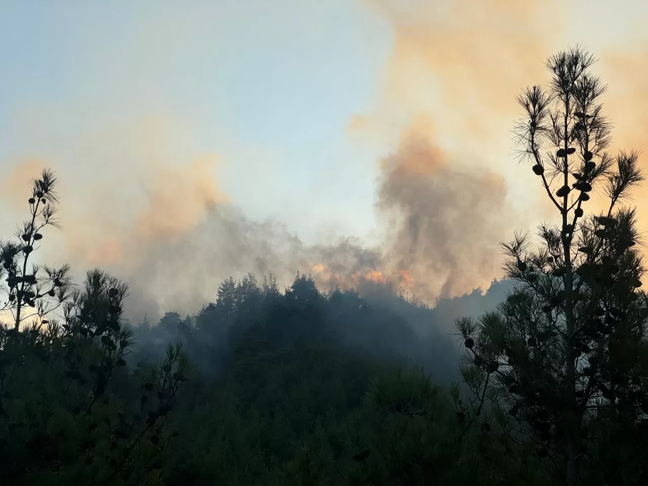 Kahramanmaraş'ta orman yangını