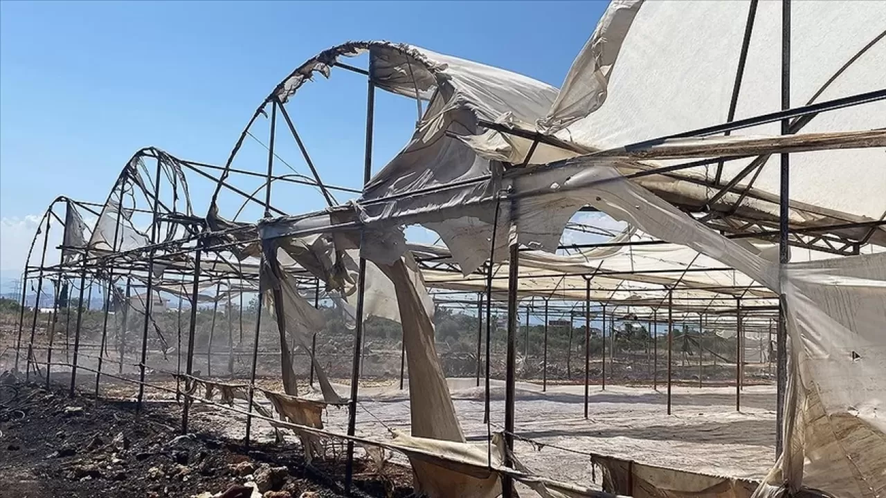 Antalya'da çıkan yangında seralar ve zeytin ağaçları zarar gördü