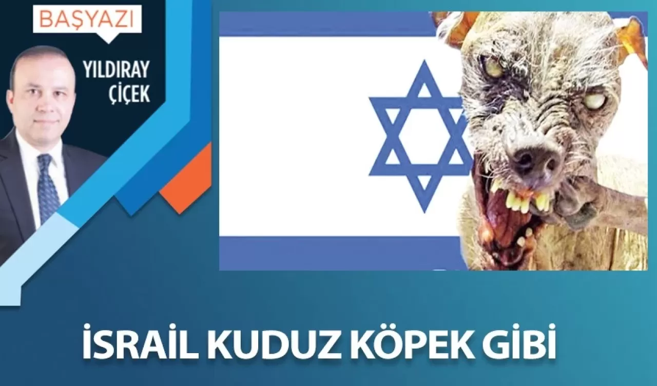 İsrail kuduz köpek gibi