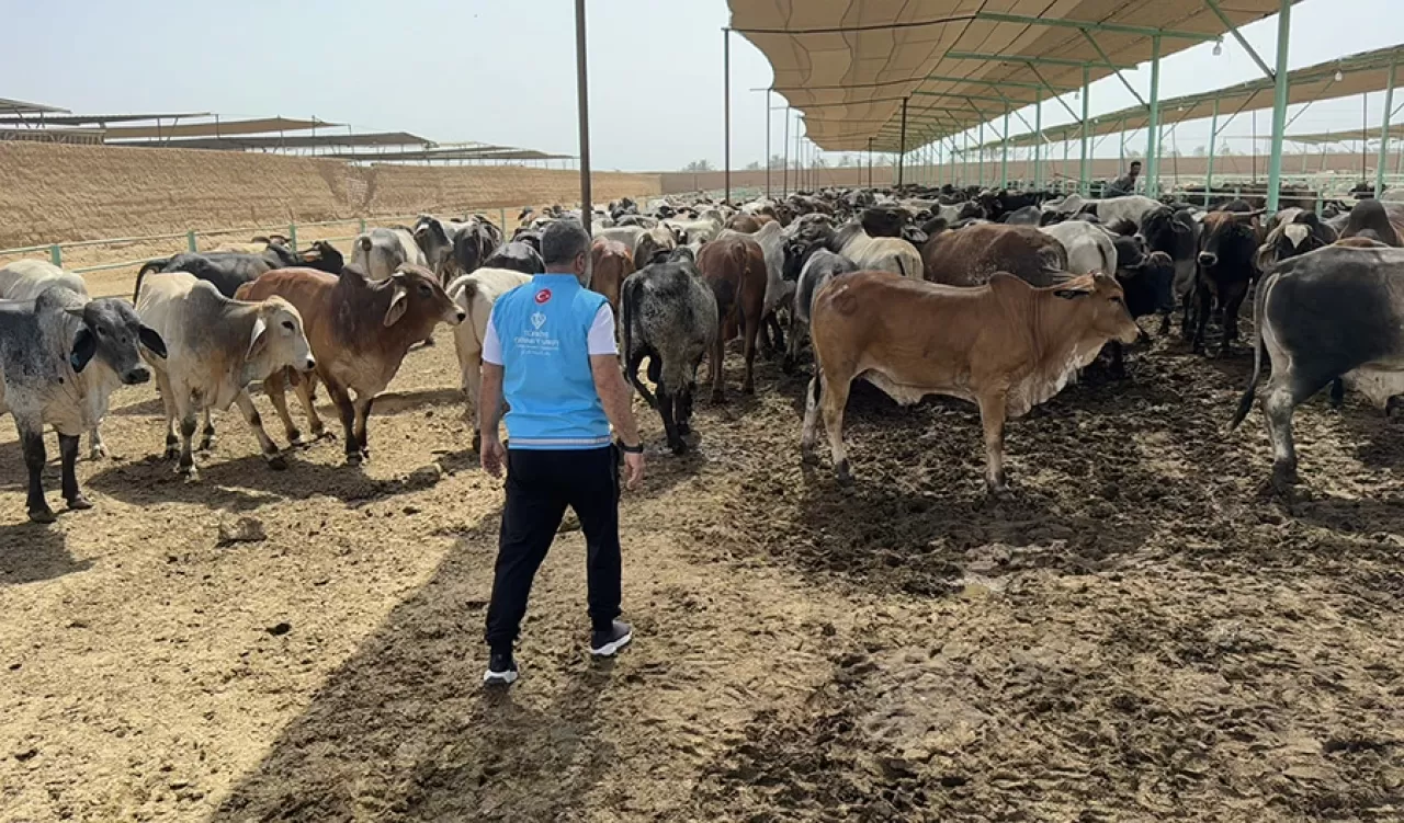 Türkiye, Lübnan’daki Filistinlilere ve diğer ihtiyaç sahiplerine 153 ton kurban eti dağıtacak