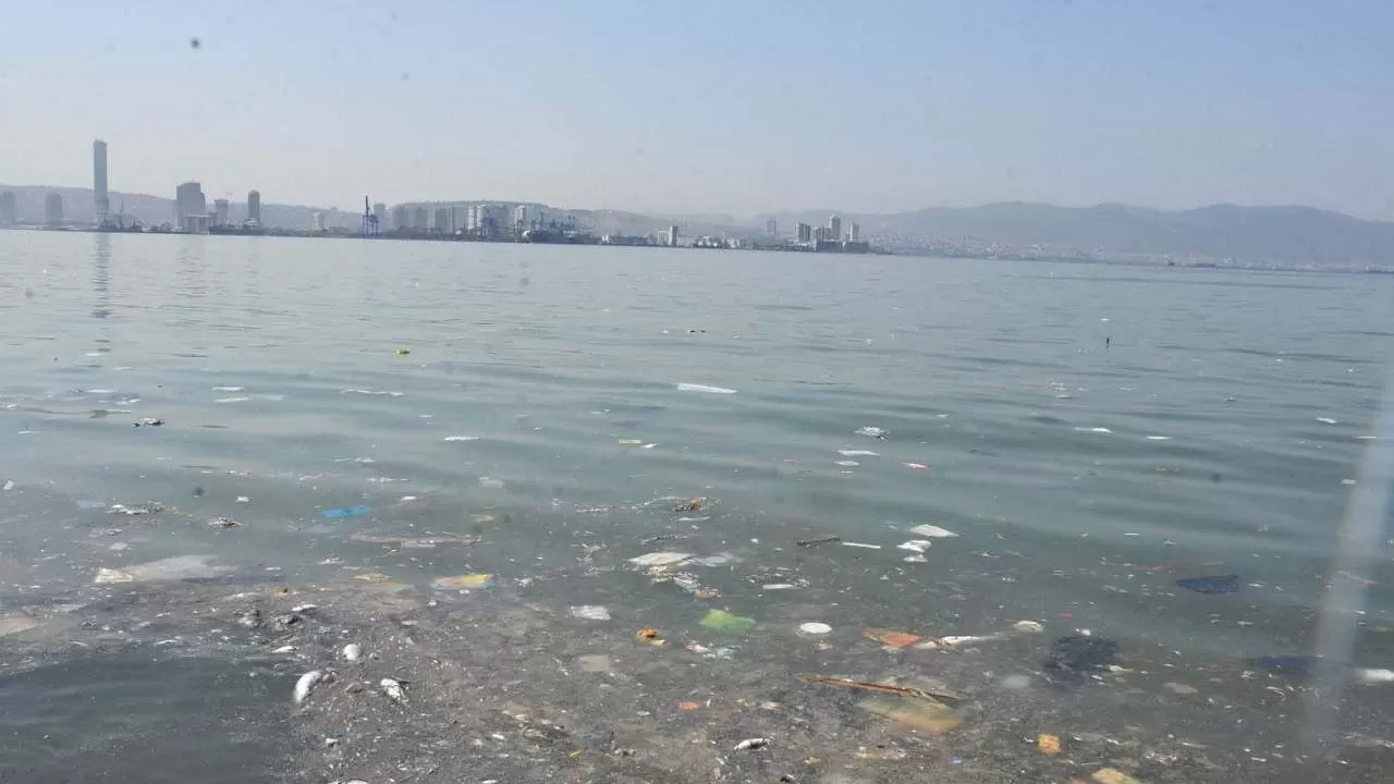 İzmir'de ölü balık alarmı! Çevredekiler tedirgin!