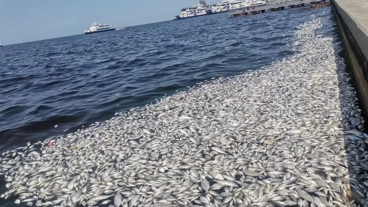 Toplu balık ölümleriyle ilgili Bakan Kurum'dan kritik karar