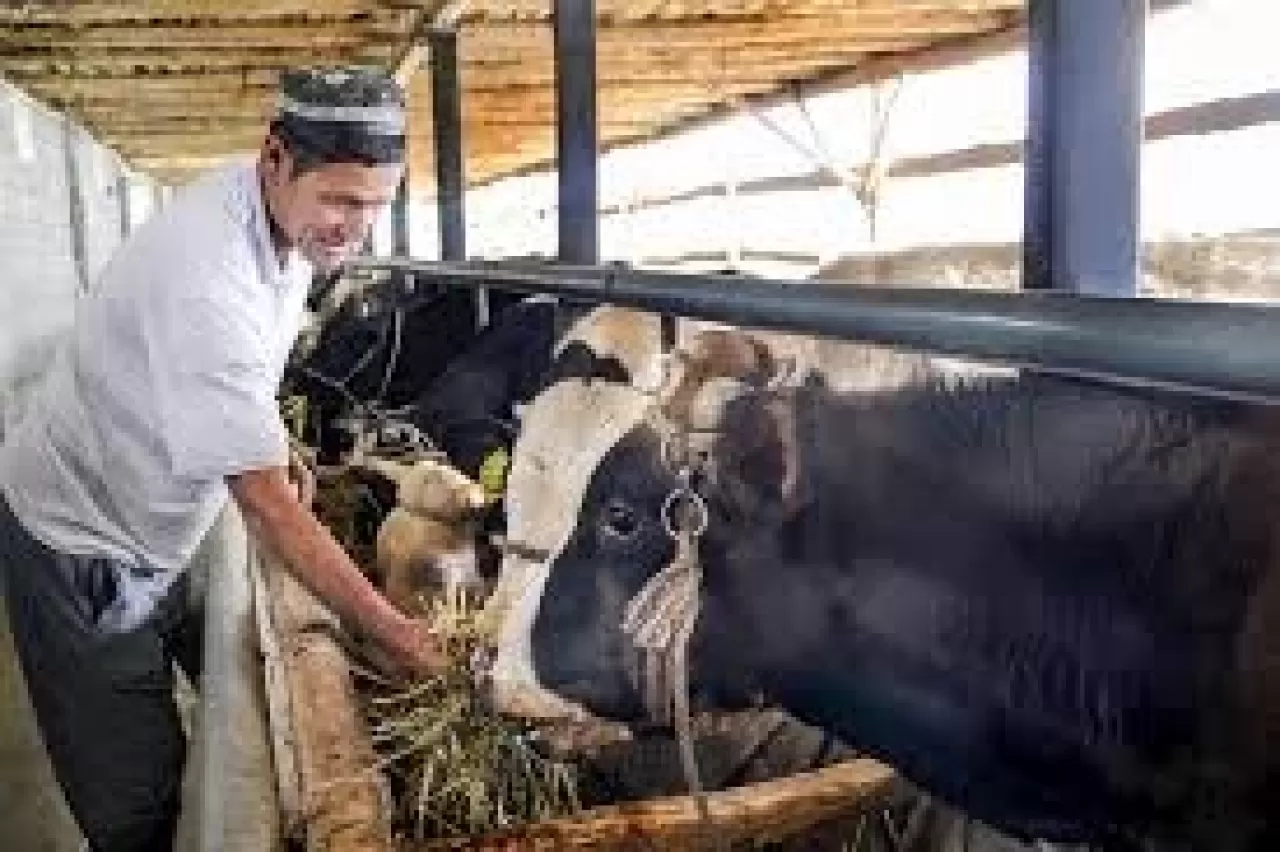 Kırgızistan hayvan ihracatına yasak getirdi