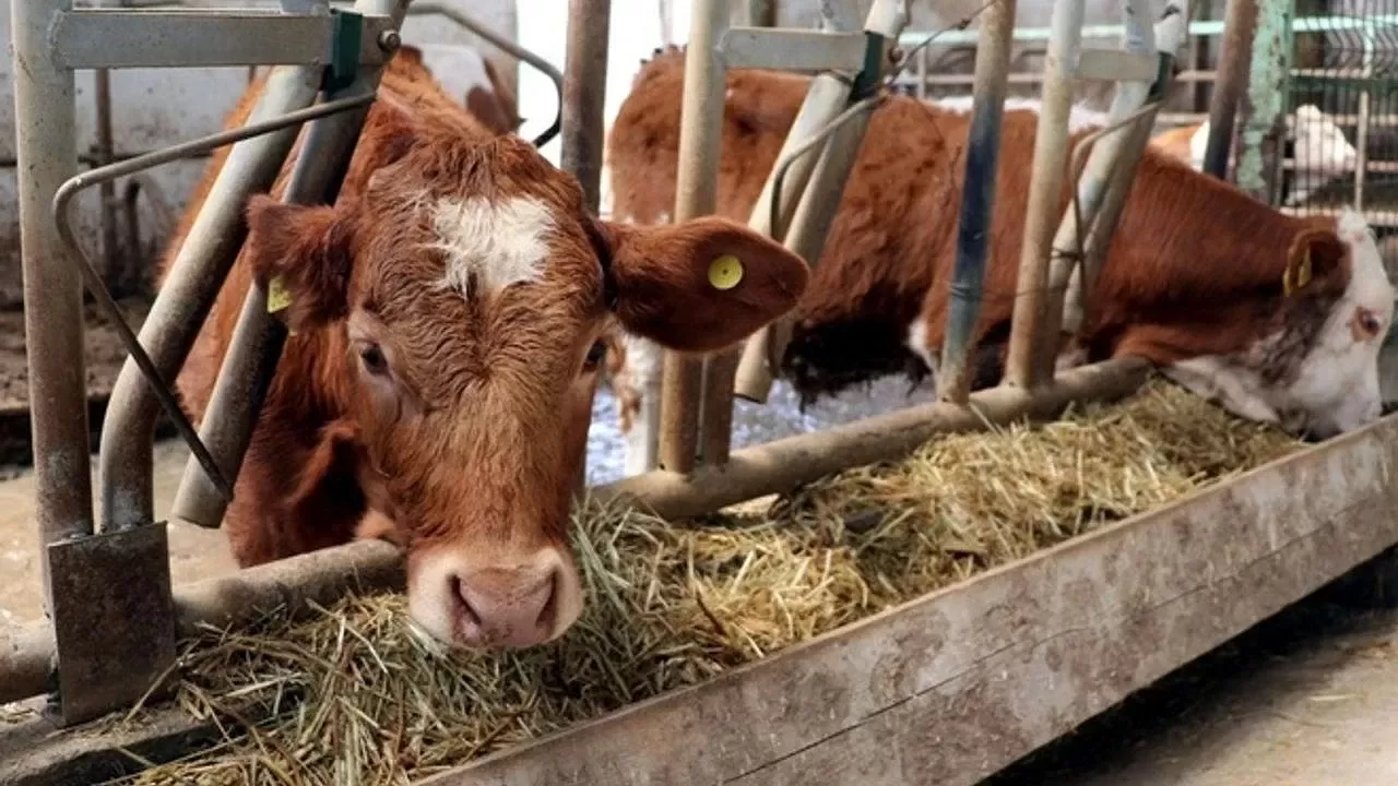 O karar Resmi Gazete'de! 2 yıl daha ertelendi...