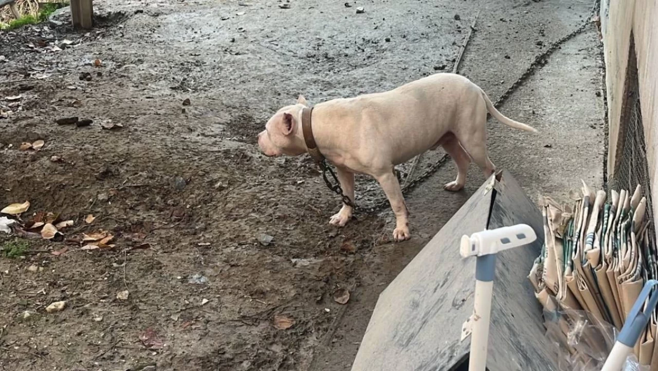 Avcılar’da ağızlıksız pitbull köpek kediyi parçaladı